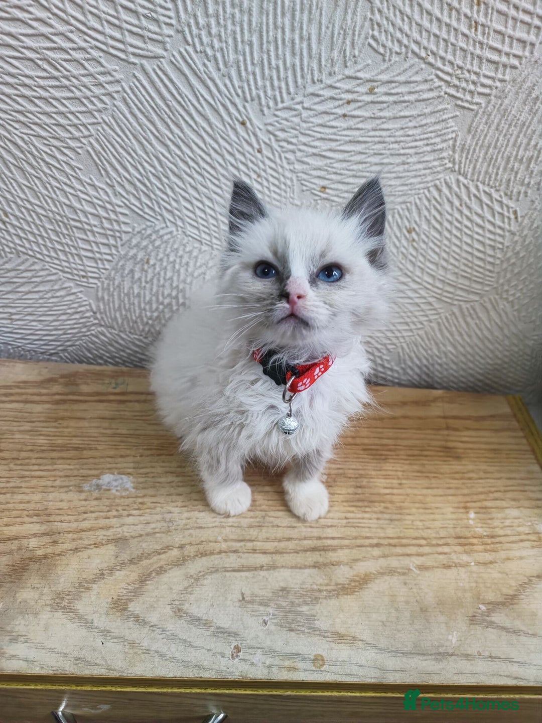 Ragdoll cats for sale: Finding new homes for 6 ragdoll kittens - Image 3
