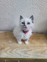 Ragdoll cats - Advert 1