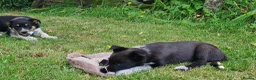 Border Collie dogs for sale: ISDS Registered Border Collie pup - Advert 9