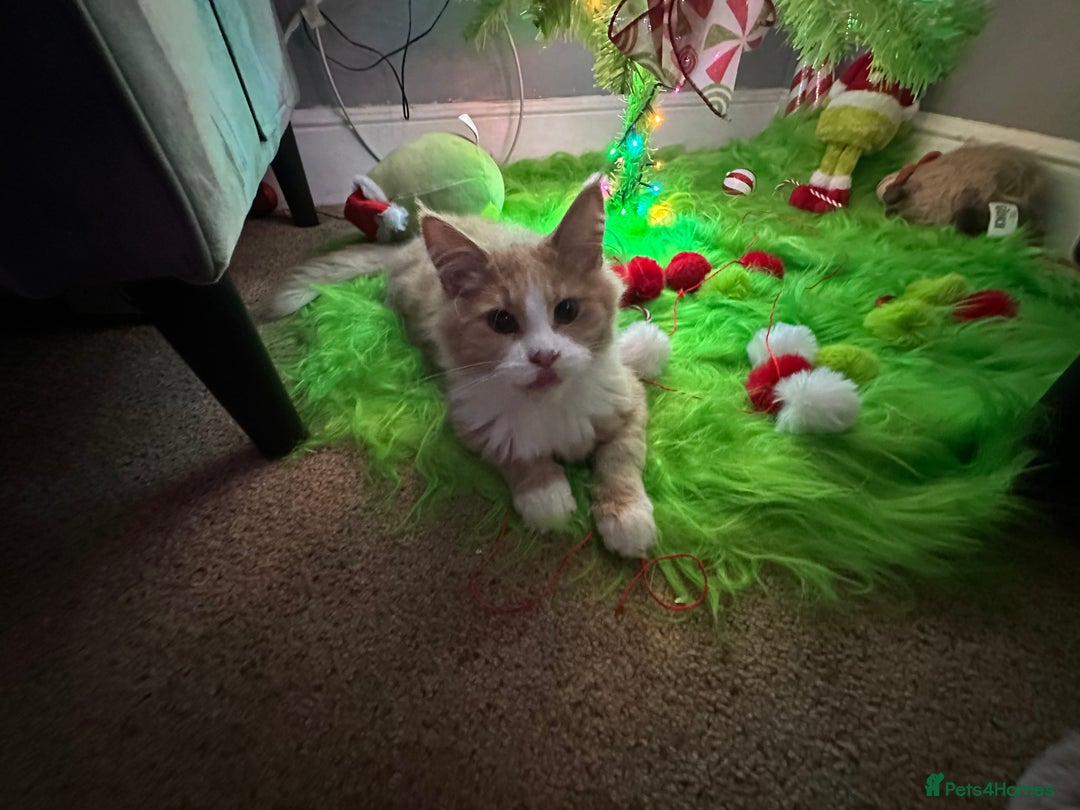 Maine Coon cats for sale: Xl mainecoon kittens dad is Xl very big boy  - Advert 4