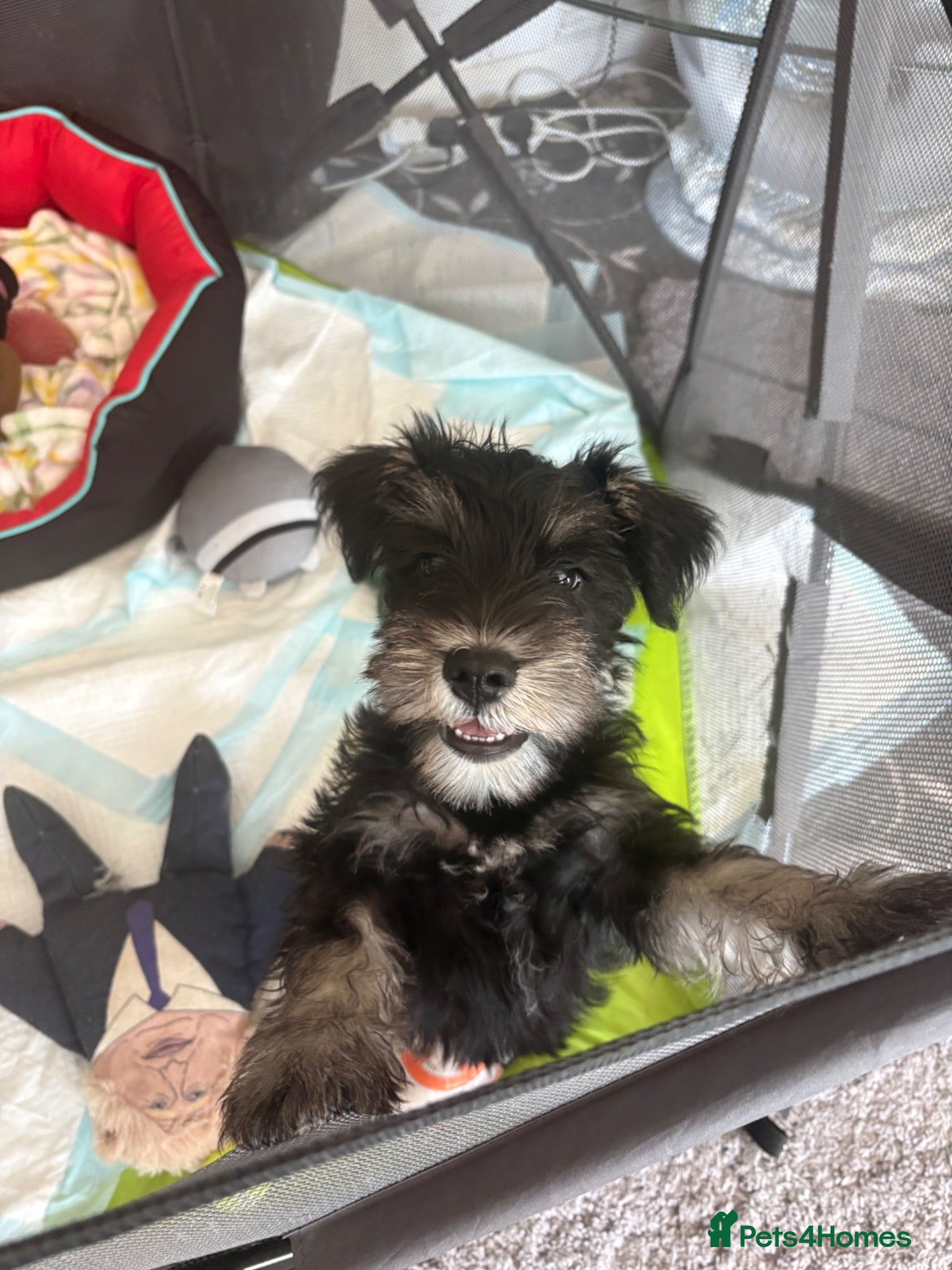 Miniature Schnauzer dogs 1 beautiful boy left miniature schnauzer  - Advert 7