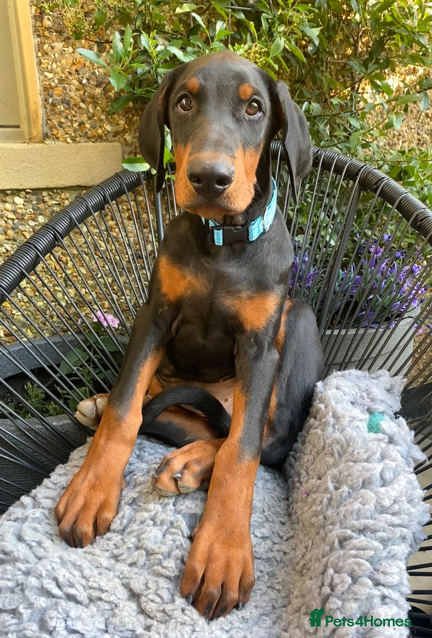 Dobermann dogs *KC REGISTERED* HEALTH TESTED DOBERMAN PUPPIES - Advert 2