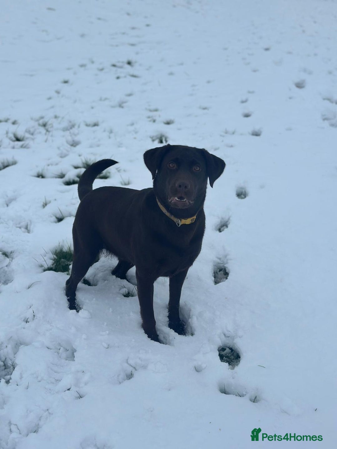 Labrador Retriever dogs for sale: 8 gorgeous chocolate/yellow girl & boy lab pups  - Image 21