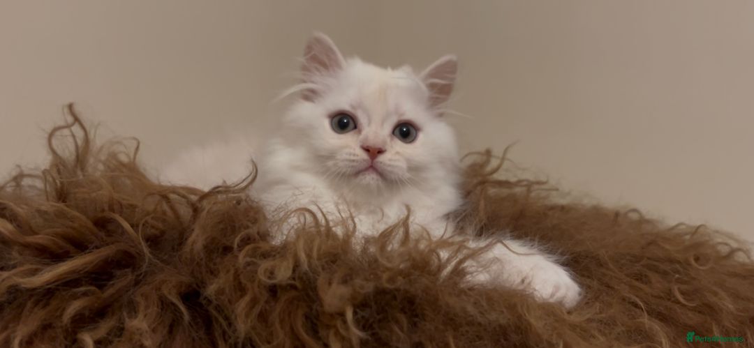 Munchkin cats for sale: Sweet Munchkins 🤗 - Image 7