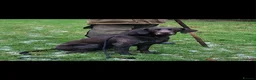 German Shorthaired Pointer dogs for sale: Bronson  - Advert 3