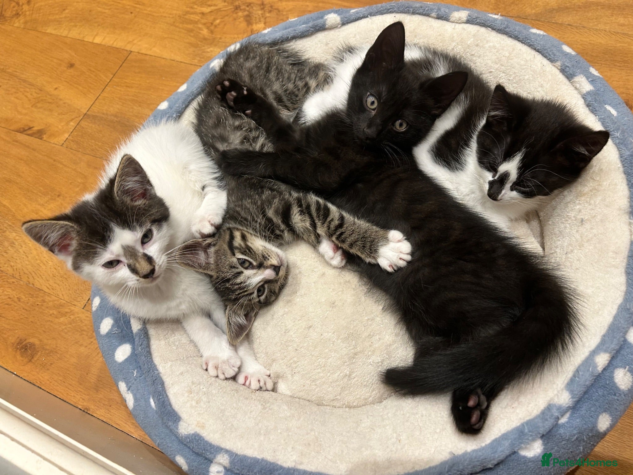 Mixed Breed cats Kittens in Cheltenham - Advert 5
