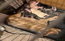 French Bulldog dogs for sale: All Male French’s Bulldog litter - Image 1
