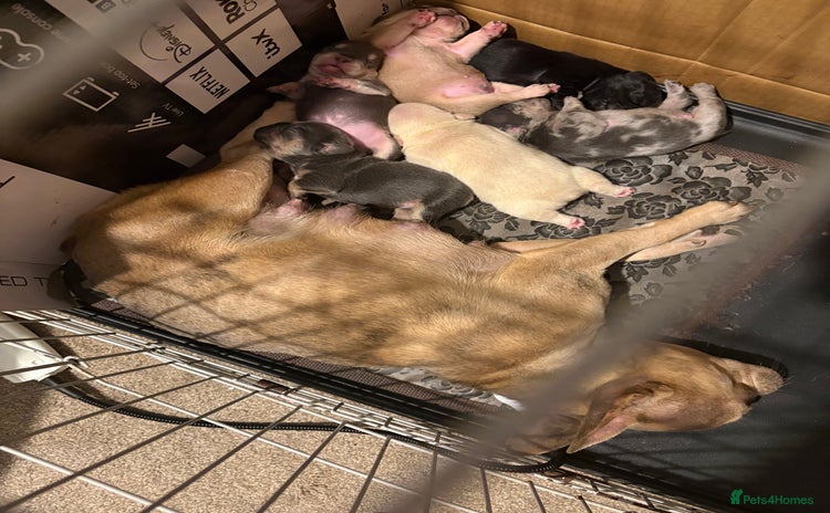 French Bulldog dogs - Advert 1