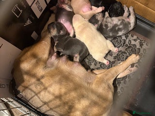 French Bulldog dogs - Advert 30