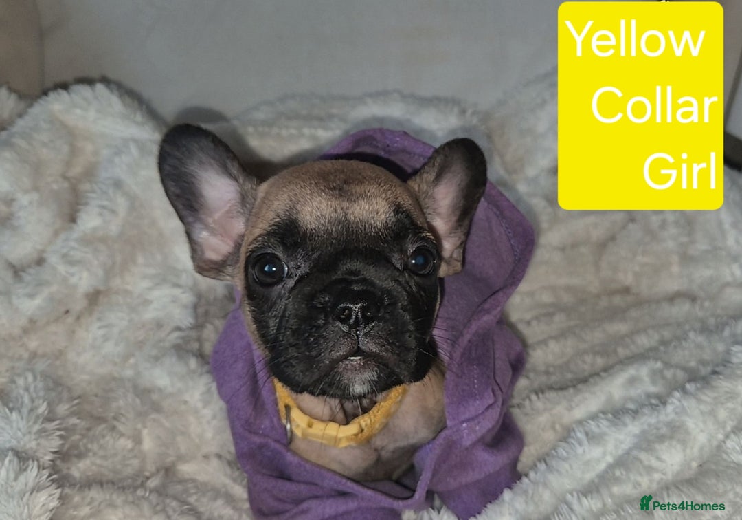 French Bulldog dogs for sale: Beautiful litter of frenchie pups - Image 14