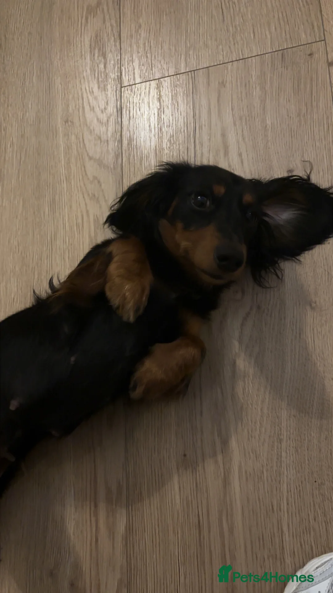 Miniature Dachshund dogs for sale: 1 year old girl looking for new loving home - Advert 4
