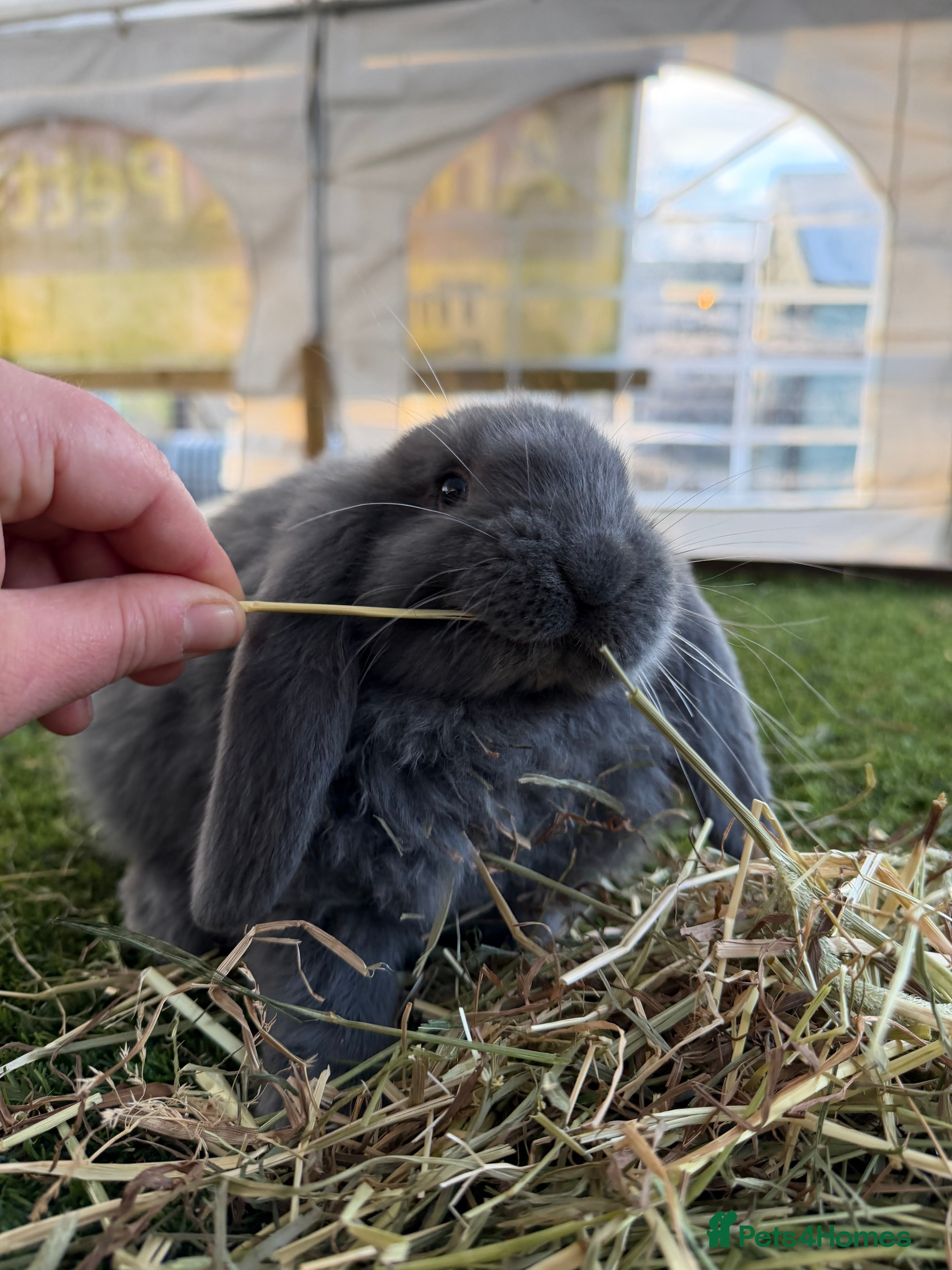French Lop rabbits ONLY ONE LEFT! - Handsome French Lop Buck🐰💙 - Advert 11