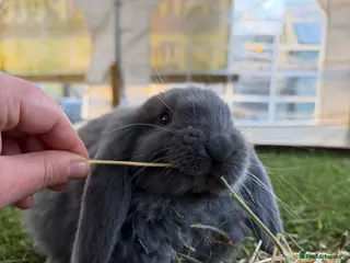French Lop rabbits ONLY ONE LEFT! - Handsome French Lop Buck🐰💙 - Advert 11