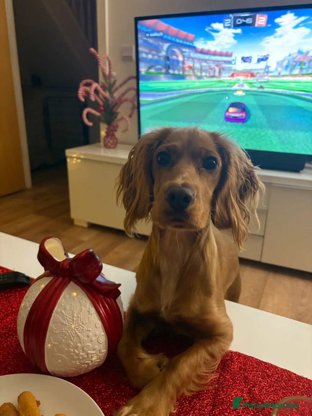 Cockapoo dogs for sale: Cocker poo puppy’s  - Advert 2