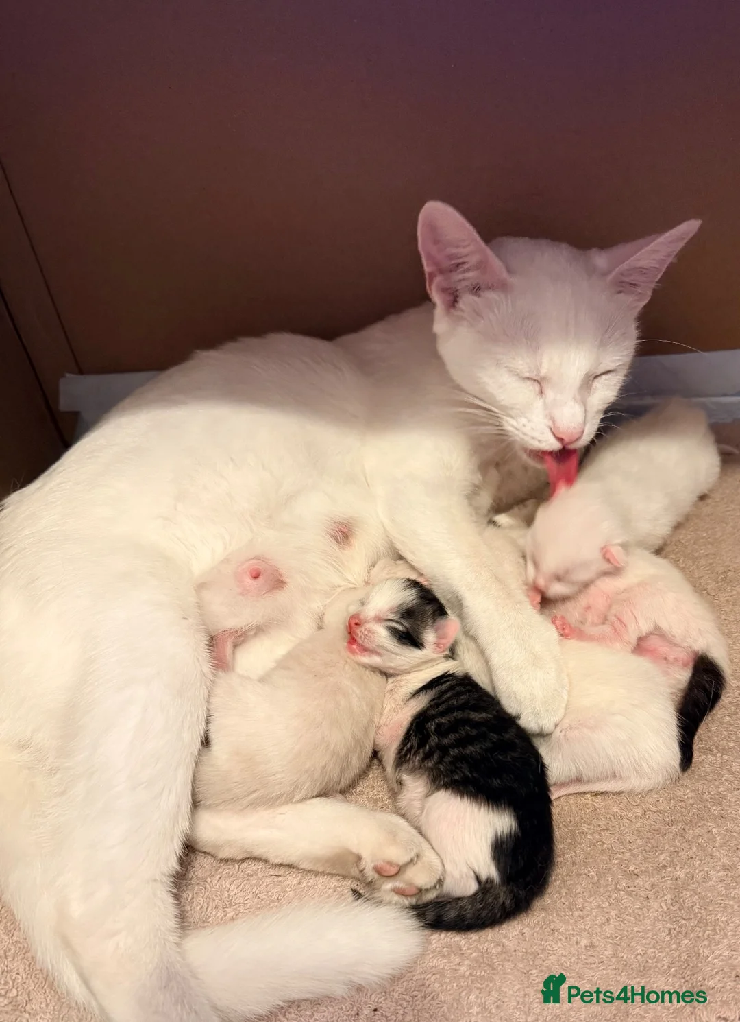 Mixed Breed cats for sale: Gorgeous Fluffy Kittens Looking for Forever Homes - Advert 10
