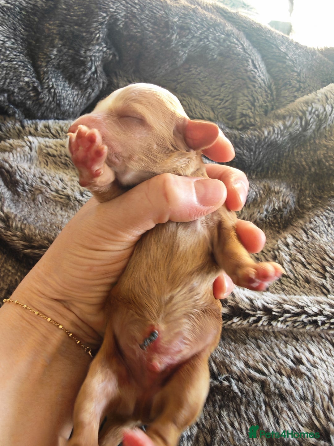 Cockapoo dogs for sale: Cockapoos F1 DNA Health tested patents - Advert 12