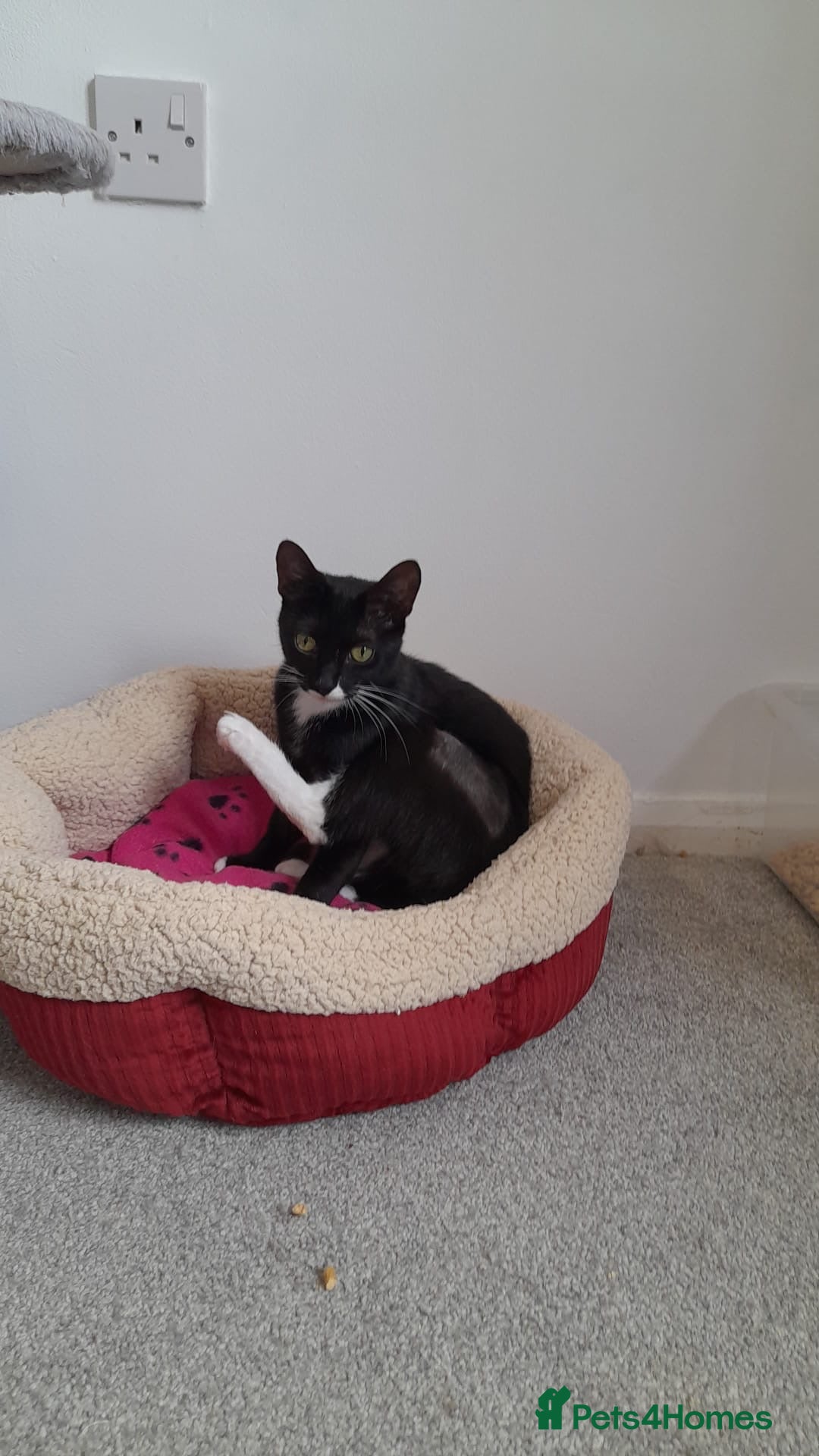 Domestic Shorthair cats for sale: Tippi - Image 4