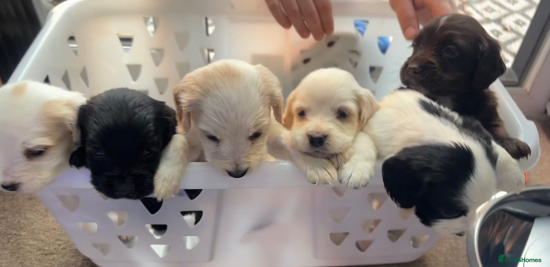 Cocker Spaniel dogs for sale: Cocker spaniel puppies looking for 5* homes - Advert 11