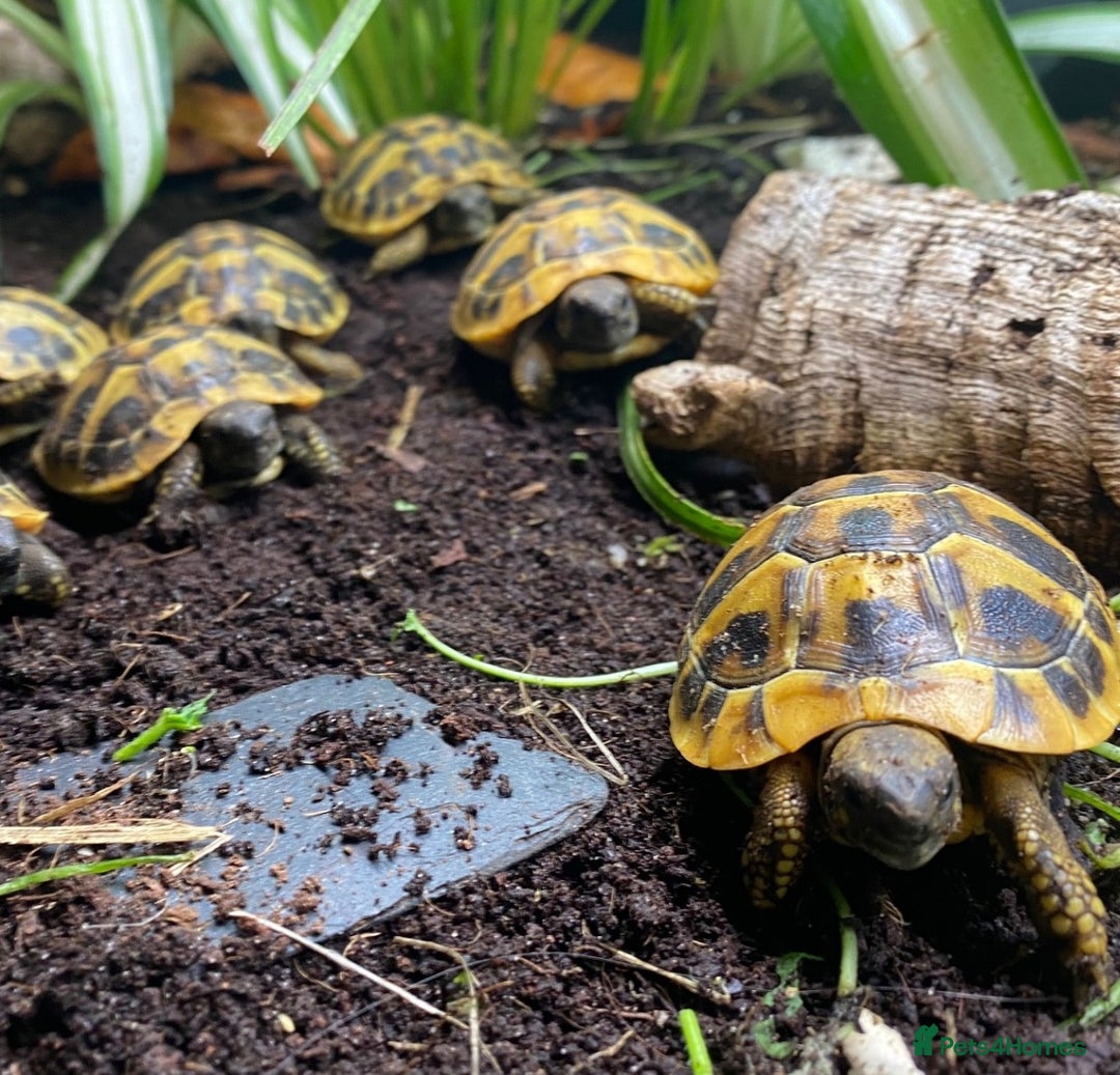 Tortoise reptiles for sale: Hermanns Tortoise Hatchling - Testudo Hermanni - Advert 4