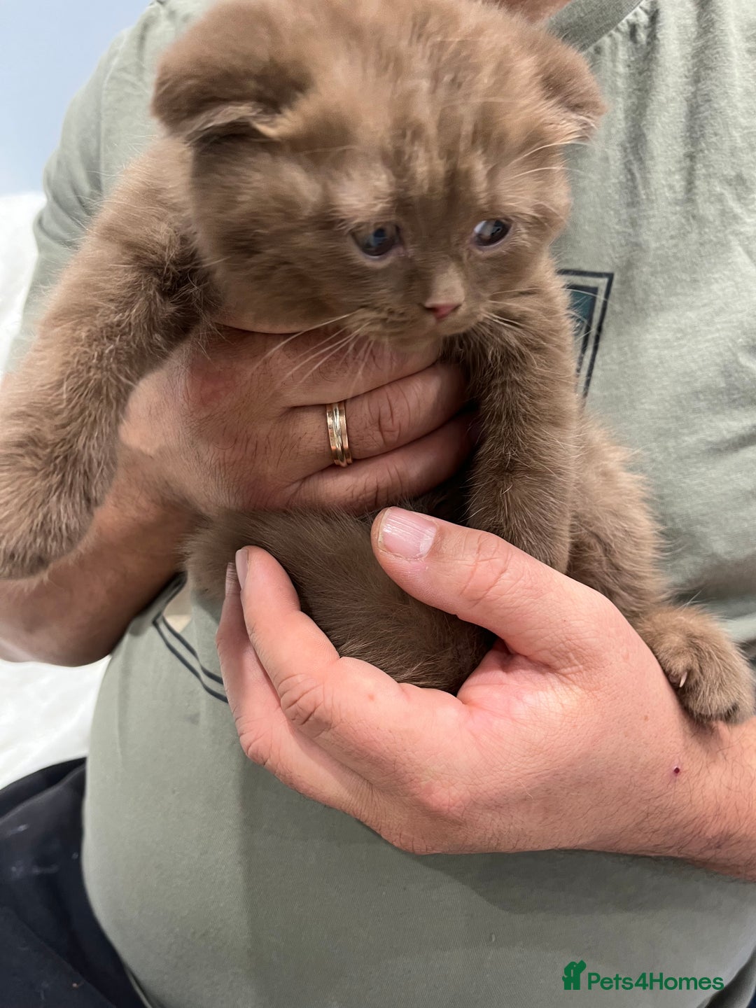 Scottish Fold cats for sale: Stunning Champions Bloodlines  kittens  - Advert 4