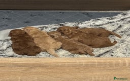 Toy Poodle dogs for sale: 3 stunning toy poodle females  - Image 12