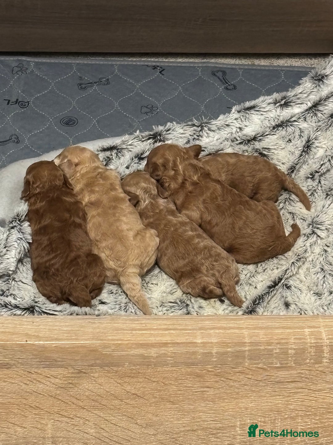 Toy Poodle dogs for sale: 3 stunning toy poodle females  - Image 12
