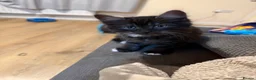 Mixed Breed cats for sale: Beautiful Persian Kittens - Advert 11