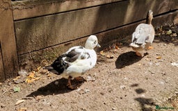 Ducks poultry for sale: Ducks - Image 12
