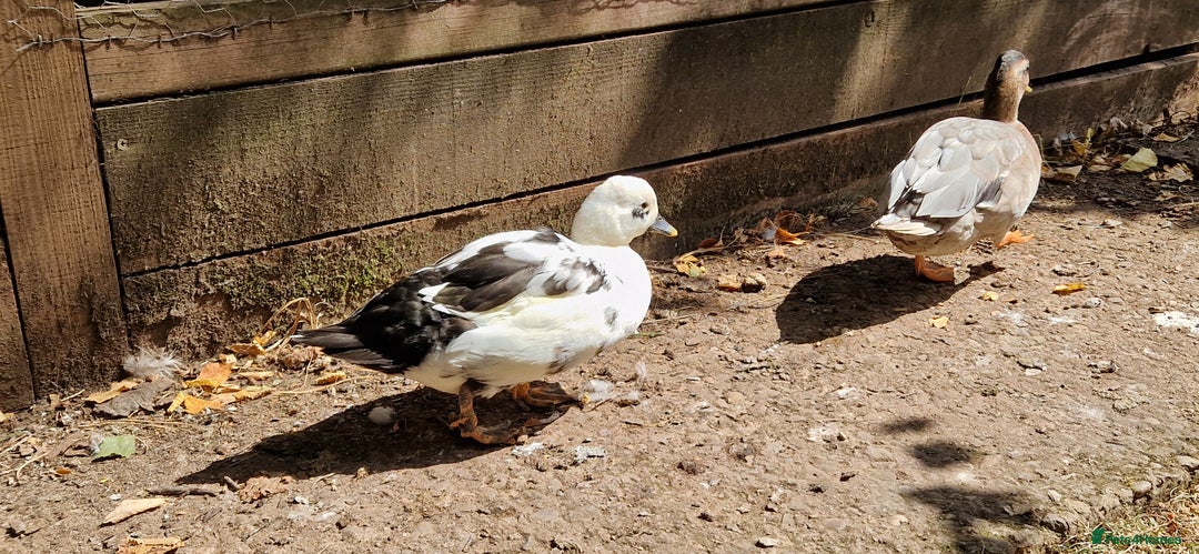 Ducks poultry for sale: Ducks - Image 12
