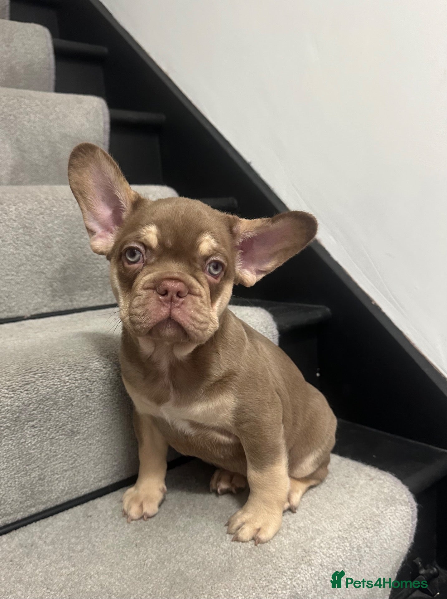 French Bulldog dogs Reduced 2 stunning french bulldog boys left - Advert 20