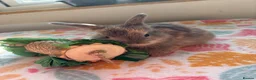 Mixed Breed rabbits for sale: Baby Rabbits for sale - mixed breed in King's Lynn - Advert 17
