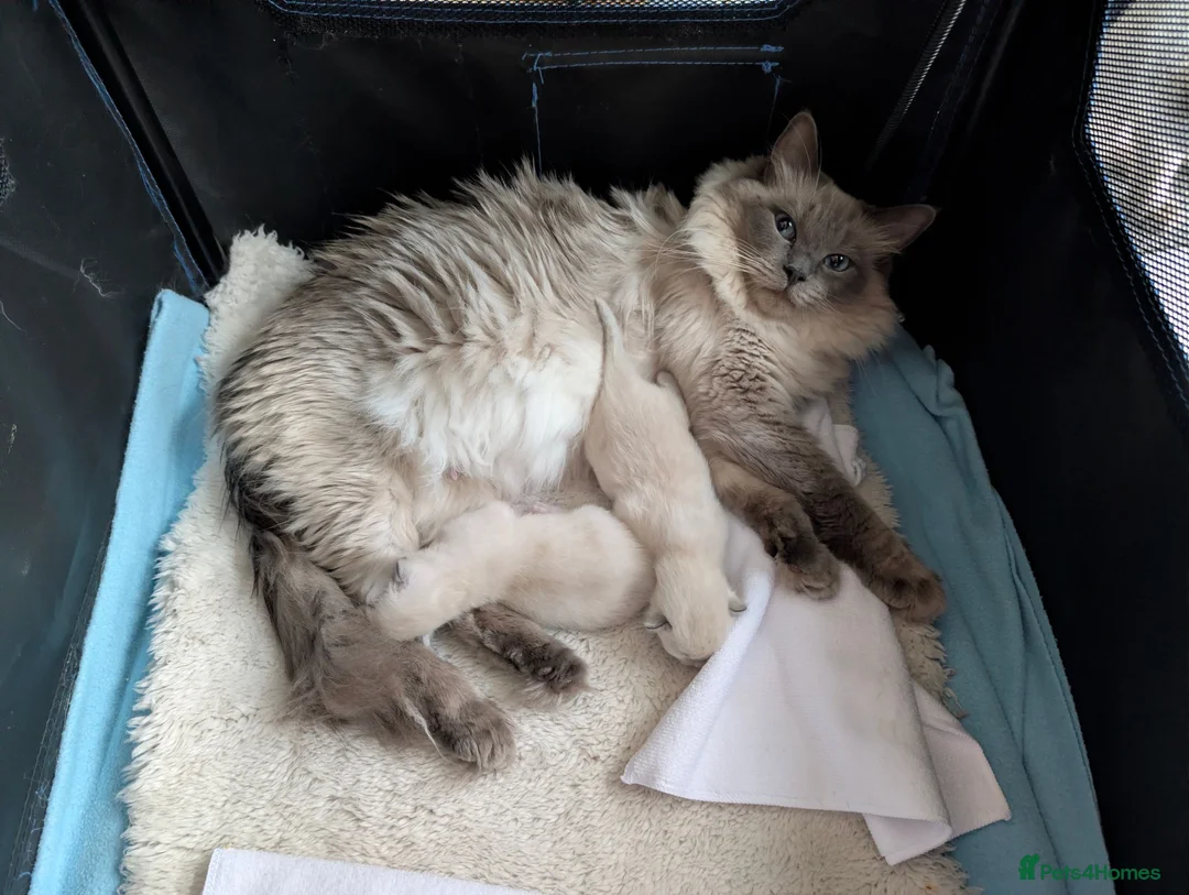 Ragdoll cats for sale: Beautiful bluepoint ragdoll kittens  - Advert 9