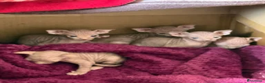 Sphynx Kitten 1
