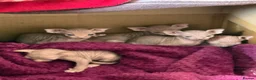 Sphynx cats for sale: Canadian Sphynx  in Dronfield - Advert 2