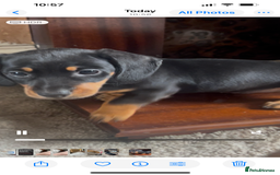 Miniature Dachshund dogs for sale: Ready Now!  1 little boy mini dachshunds  - Image 6