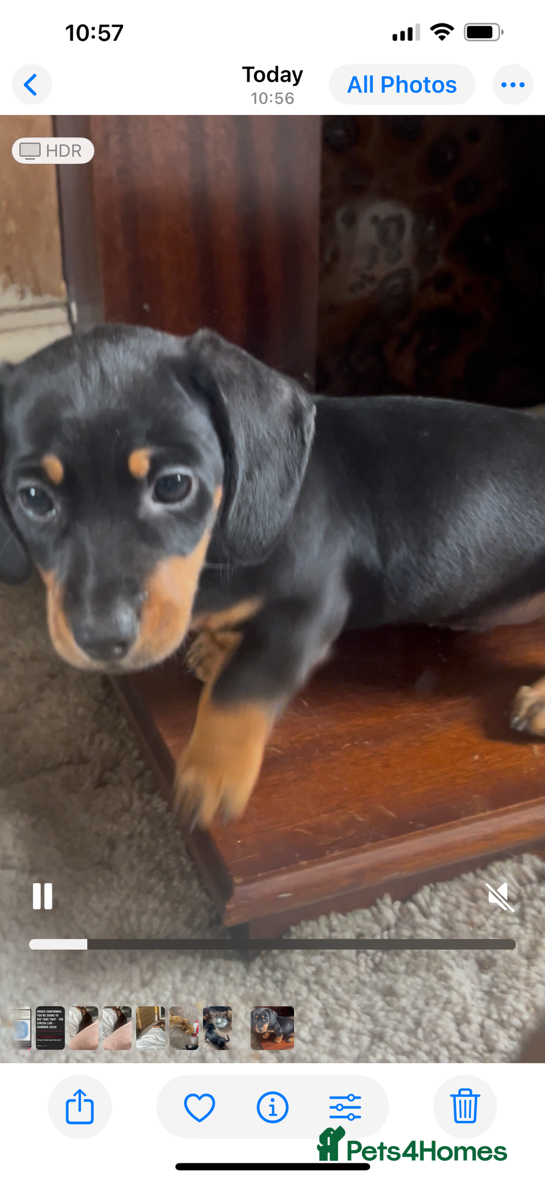 Miniature Dachshund dogs for sale: Ready Now!  1 little boy mini dachshunds  - Image 6