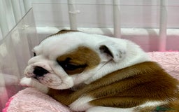 English Bulldog dogs for sale: *2 Healthy Bitches Available To The Best Homes*  - Image 2