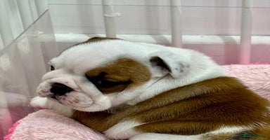 English Bulldog dogs - Advert 2
