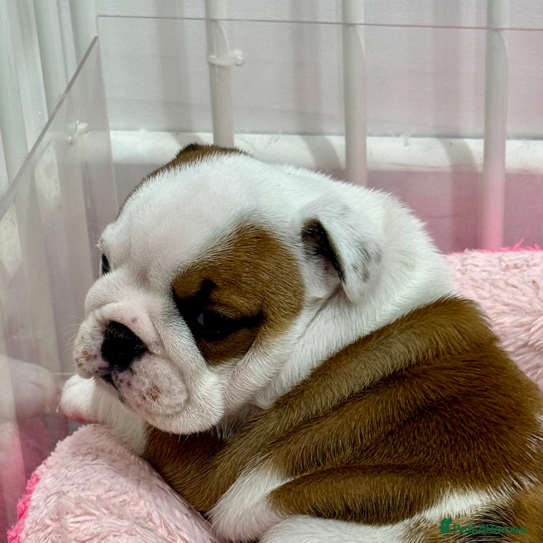 English Bulldog dogs for sale: *2 Healthy Bitches Available To The Best Homes*  - Image 2