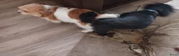 Shih Tzu dogs for stud:  imperial stud proven  - Advert 3