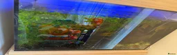 Corys fish for sale: Fish tank and mixed tropical fish - Advert 5