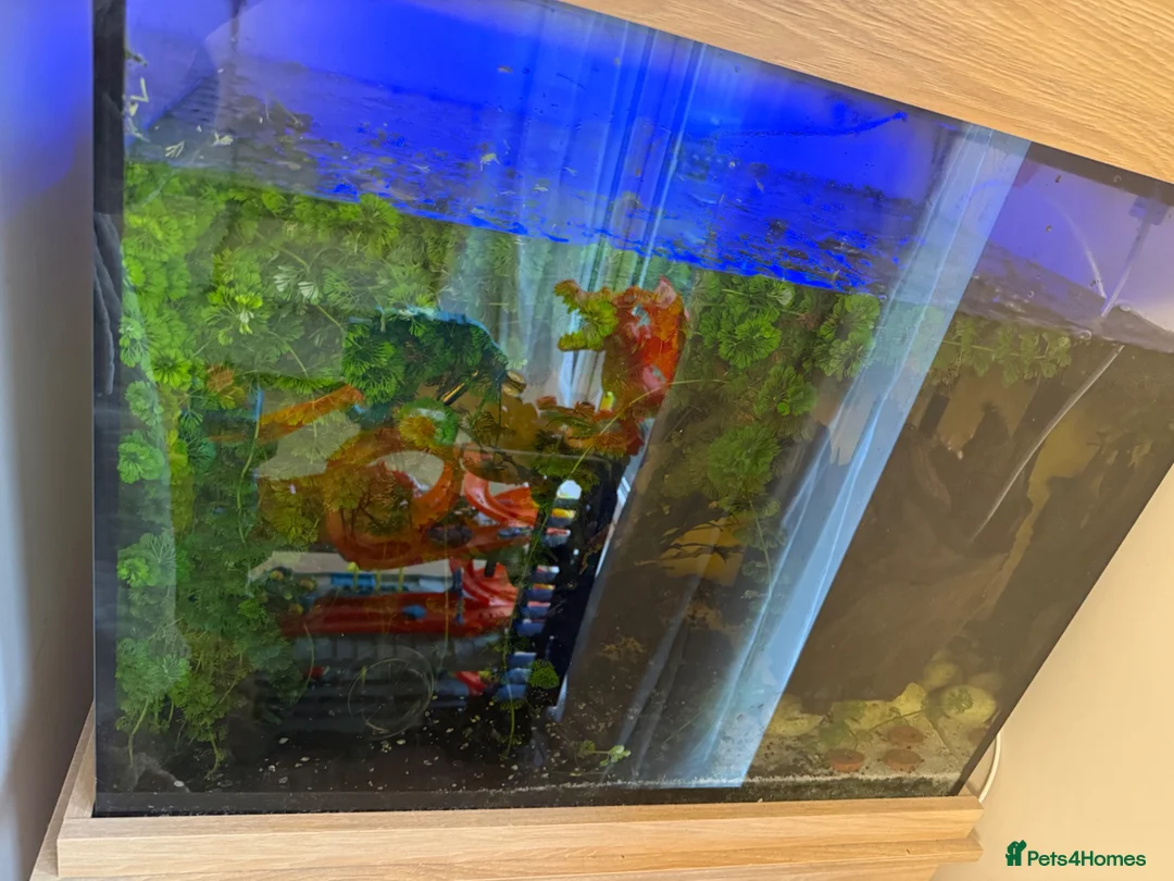 Corys fish for sale: Fish tank and mixed tropical fish - Advert 5