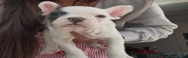 French Bulldog 1