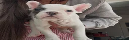 French Bulldog dogs for sale: Beautiful litter of French bulldogs  - Advert 15