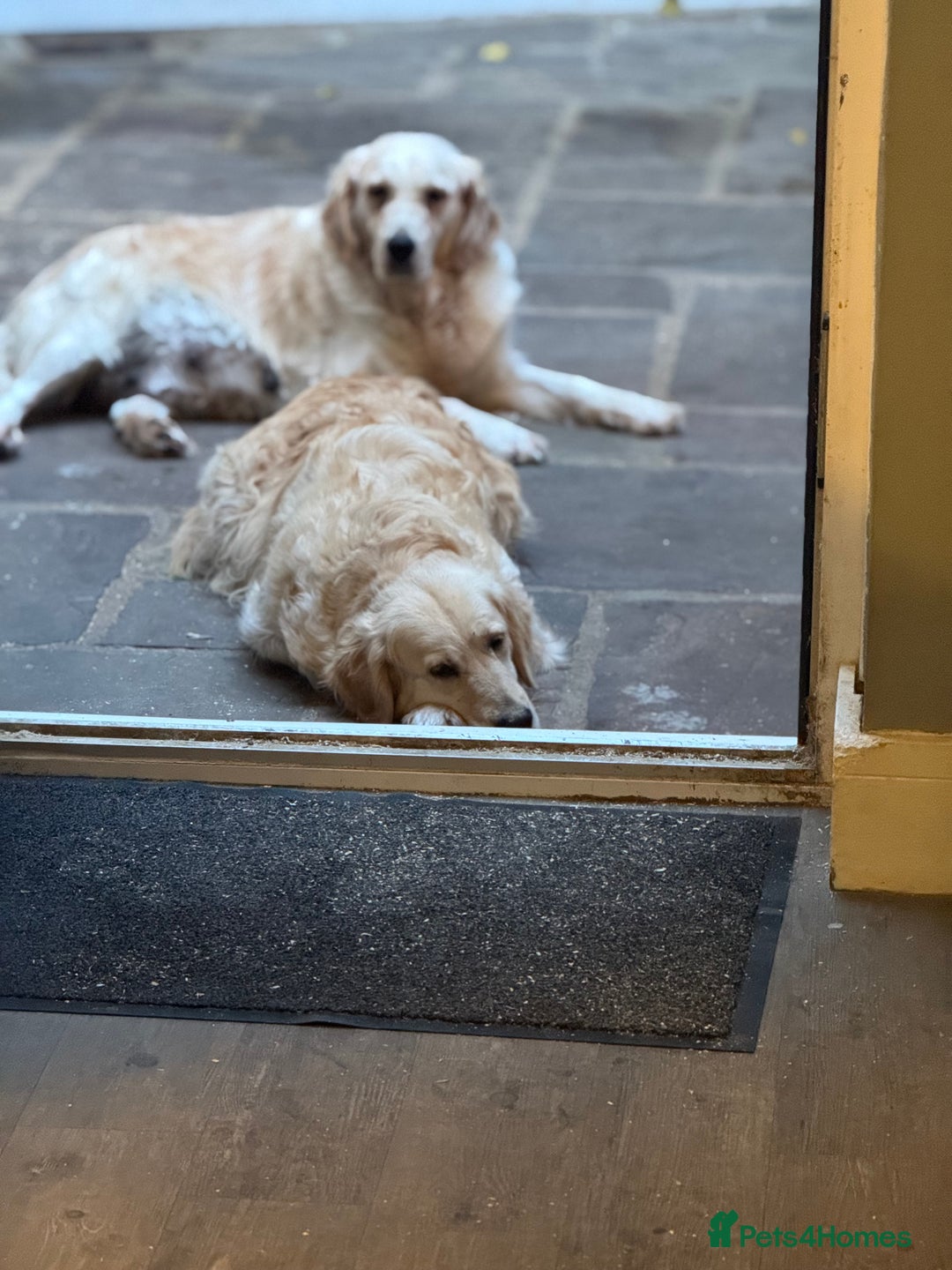 Golden Retriever dogs for sale: 7 beautiful Golden Retriever puppies  - Image 15