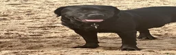Labrador Retriever dogs for stud: Labrador, proven, health tested, show bred  - Advert 21