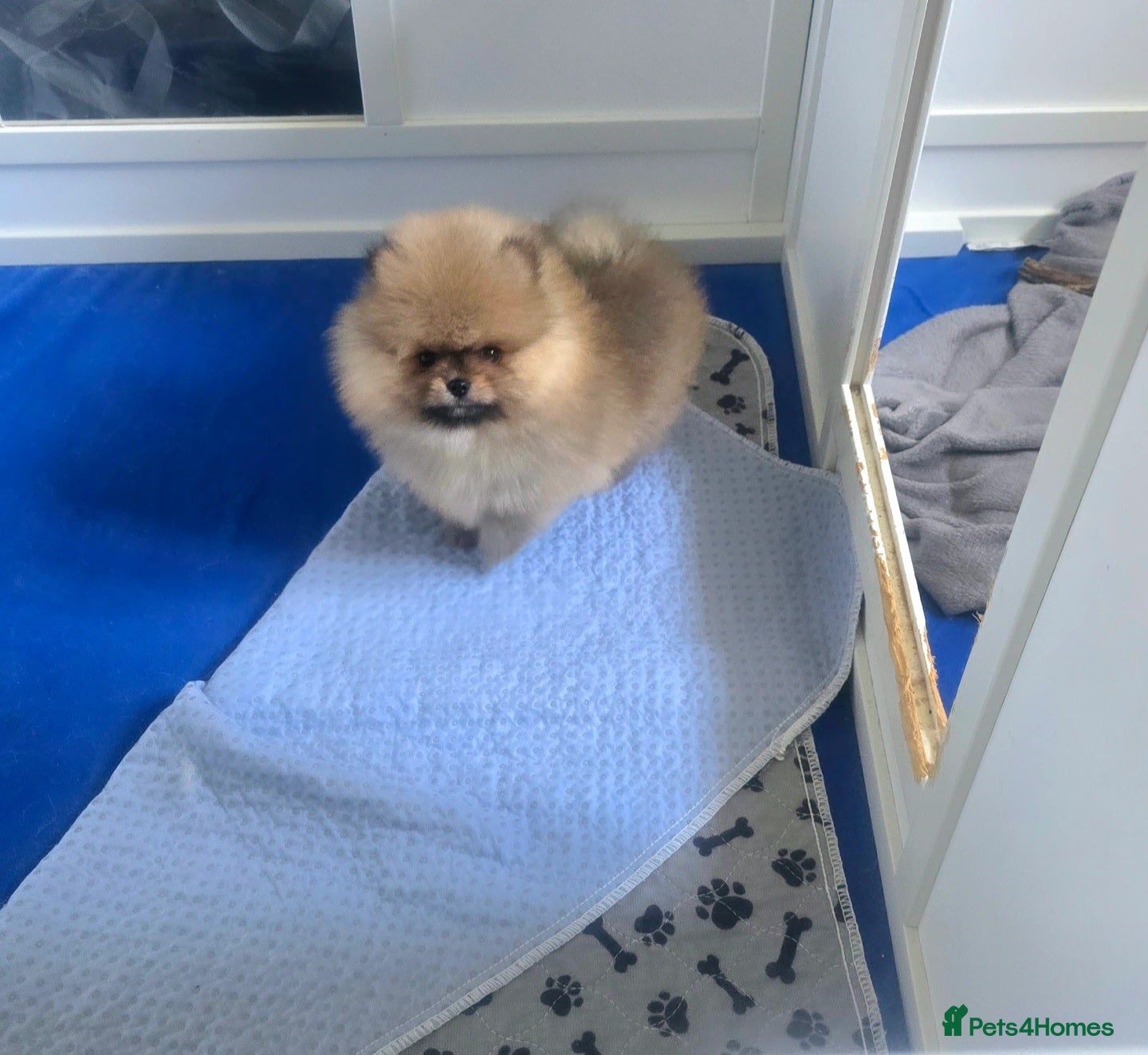 Pomeranian dogs Outstanding boy with 40+ champions 🏆 in lines!  - Advert 11