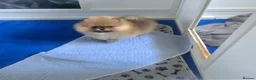 Pomeranian dogs for sale: Reduced as new litter due 40+champions🏆in lines!  - Advert 7