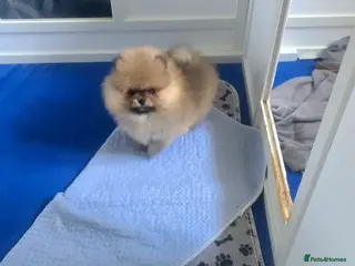 Pomeranian dogs Outstanding boy with 40+ champions 🏆 in lines! - Advert 11