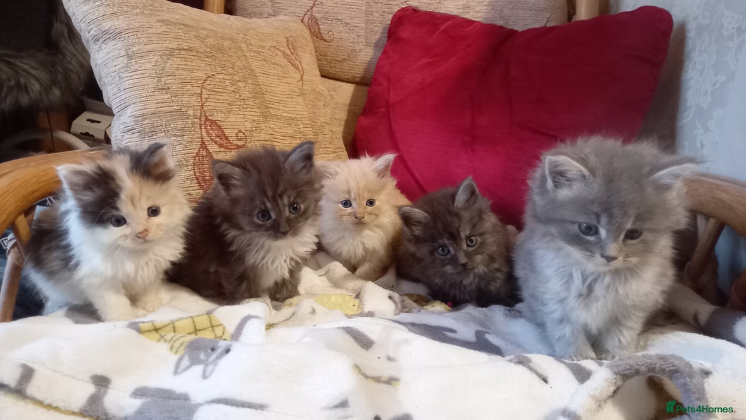 Maine Coon cats for sale: Maine coon x short haired kittens  - Advert 4